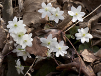 Hepatica 8396